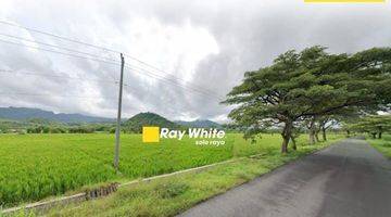 Gambar 1 Tanah di Selogiri, Wonogiri SHM 5.600 m²