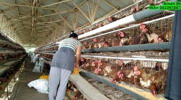 Gambar 1 Dijual murah Peternakan Ayam 4,2 hektar di Cianjur, Jawa Barat