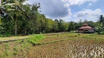 Gambar 2 Tanah Murah di Sentolo, Ideal untuk Kost Karyawan.