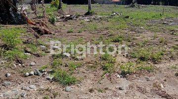 Gambar 3 Land 26 ares in a very strategic location on Jalan Bumbak Canggu Bali