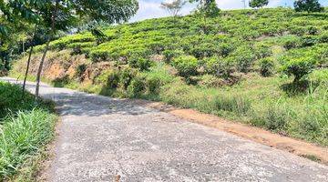 Gambar 3 Tanah View Hamparan Kebun Teh 300 Juta Kawasan Kemuning 