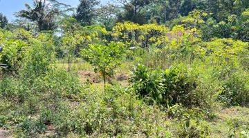 Gambar 1 Tanah View Hamparan Kebun Teh 300 Juta Kawasan Kemuning 