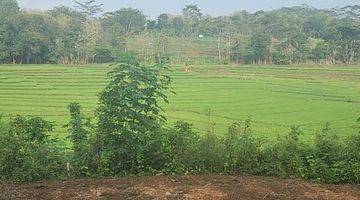 Gambar 1 Tanah View Hamparan Sawah 250 Jt Mojogedang 