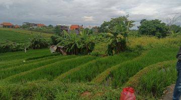 Gambar 4 Free hold land in between berawe and batu bolong  , close to the beach