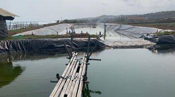 Gambar 3 For Sale Tambak Udang Shrimp Farming Murah daerah Wanasalam READY TO FARM