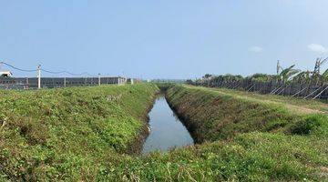 Gambar 4 For Sale Tambak Udang Shrimp Farming Murah daerah Wanasalam READY TO FARM