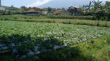 Gambar 4 Tanah Cocok Untuk Kebun Villa Di Pacet Ciherang Cianjur