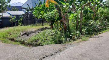 Gambar 1 Mawar Daeng Toa Tanah Dijual