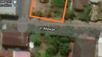 Gambar 3 Mawar Daeng Toa Tanah Dijual