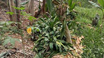 Gambar 4 Tanah Siap Bangun Di Area Pemukiman Dengan Listrik,Air Tersedia