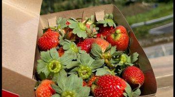 Gambar 5 For Sale Strawberry Farm and Resto at Baturiti, Bedugul