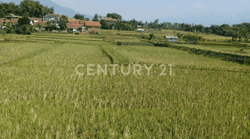 Gambar 1 Tanah Sawah 5600meter Cibeunying Majalaya