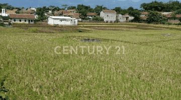 Gambar 5 Tanah Sawah 5600meter Cibeunying Majalaya