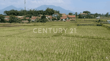 Gambar 4 Tanah Sawah 5600meter Cibeunying Majalaya