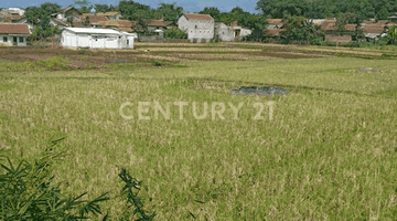 Gambar 2 Tanah Sawah 5600meter Cibeunying Majalaya