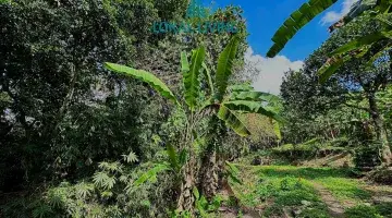 Gambar 5 Tanah Seluas 5810 M2 di Tumbak Bayuh Dengan View Sawah Dan Sungai