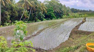 Gambar 1 Jual tanah sawah 24 are hrg 35 jt/are lokasi demung kediri