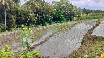 Gambar 4 Jual tanah sawah 24 are hrg 35 jt/are lokasi demung kediri