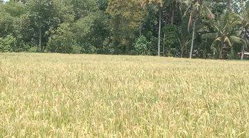 Gambar 4 Jual Sawah Produktif di lokasi Dusun Jajang Surat, Desa Karangbendo, Kec. Rogojampi, Kab. Banyuwangi