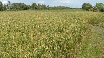 Gambar 5 Jual Sawah Produktif di lokasi Dusun Jajang Surat, Desa Karangbendo, Kec. Rogojampi, Kab. Banyuwangi