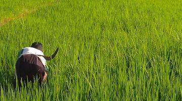 Gambar 3 Jual Sawah Produktif di lokasi Dusun Jajang Surat, Desa Karangbendo, Kec. Rogojampi, Kab. Banyuwangi