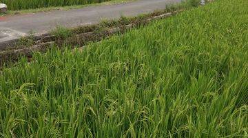 Gambar 4 Tanah Sawah Strategis di Panenjoan Garut Jawa Barat