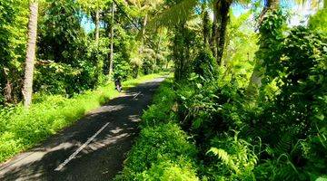 Gambar 1 Dijual Murah Tanah View Sawah Jungle di Main Road Pejeng Kangin Ubud 