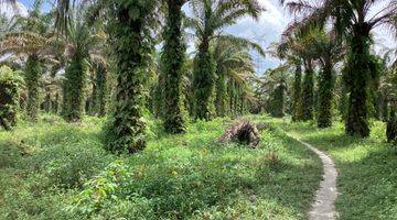 Gambar 1 Tanah Kebun Sawit Dijual di Jl. Ikan Parang Rumbai