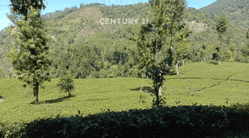 Gambar 2 Tanah Luas 12500 Di Lebak Muncang Ciwidey Bandung