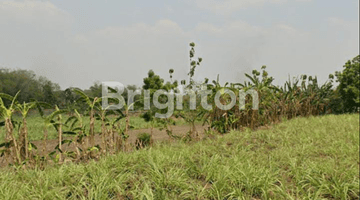 Gambar 4 TANAH ZONE INDUSTRI DI DAWAR BLANDONG MOJOKERTO