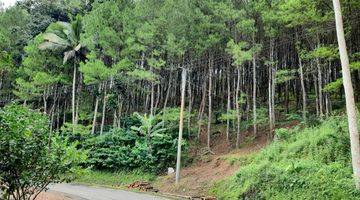 Gambar 1 Tanah 14 ha SHM di jalan utama menuju pantai, cocok untuk tempat wisata, hotel, perkebunan 