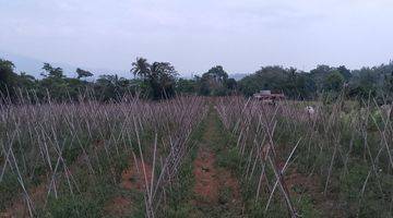 Gambar 1 di Jual Lahan Kebun Subur Dengan View Gunung di Tapos Ciawi