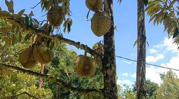 Gambar 1 di Jual Lahan Kebun Durian di Caringin Bogor