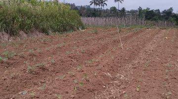 Gambar 4 di Jual Tanah Kebun Subur View Gunung di Tapos Ciawi