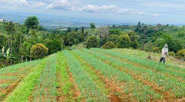 Gambar 1 di Jual Lahan Kebun View Cakep di Pancawati Caringin