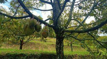 Gambar 4 di Jual Lahan Kebun Durian di Caringin Bogor