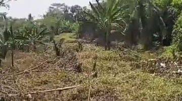 Gambar 3 di Jual Tanah Kebun Murah di Sipak Jasinga Bogor