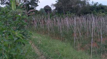 Gambar 5 di Jual Lahan Kebun Subur Dengan View Gunung di Tapos Ciawi