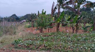 Gambar 3 di Jual Lahan Kebun Subur Dingin Dan View Gunung di Tapos Ciawi