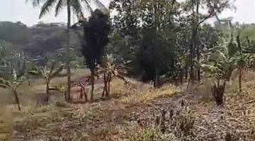 Gambar 2 di Jual Tanah Kebun Murah di Sipak Jasinga Bogor