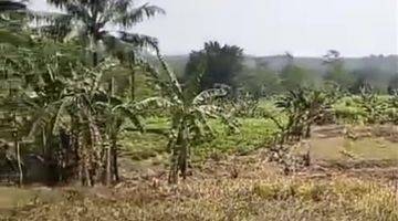 Gambar 1 di Jual Tanah Kebun Murah di Sipak Jasinga Bogor