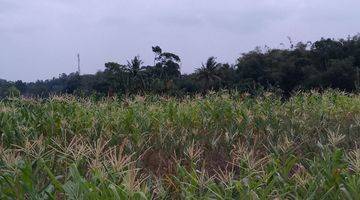 Gambar 5 di Jual Tanah Kebun Subur di Tapos Ciawi Bogor