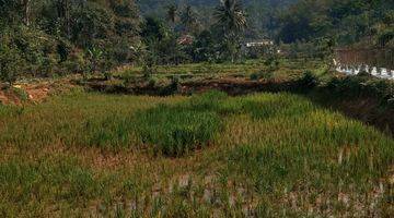 Gambar 2 di Jual Perkebunan Alpukat di Cigudeg Bogor