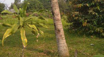 Gambar 3 di Jual Tanah Kebun Siap Bangun di Tangkil Caringin