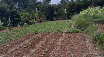 Gambar 5 di Jual Lahan Kebun Subur Dingin Dan View Gunung di Tapos Ciawi