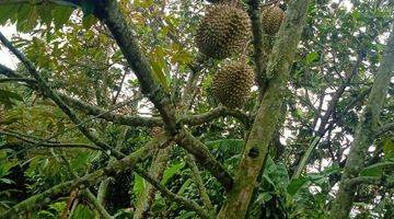 Gambar 2 di Jual Lahan Kebun Durian di Caringin Bogor