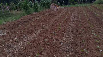 Gambar 2 di Jual Tanah Kebun Subur View Gunung di Tapos Ciawi