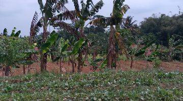 Gambar 4 di Jual Lahan Kebun Subur Dingin Dan View Gunung di Tapos Ciawi