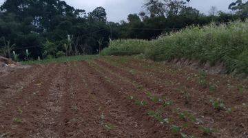 Gambar 3 di Jual Tanah Kebun Subur View Gunung di Tapos Ciawi