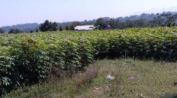 Gambar 3 di Jual Tanah Kebun Subur di Tapos Cibedug Kecamatan Ciawi